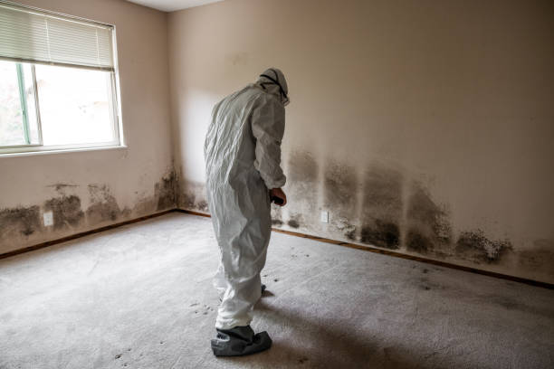 Best Basement Mold Removal  in Klamath Falls, OR